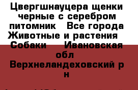 Цвергшнауцера щенки черные с серебром питомник - Все города Животные и растения » Собаки   . Ивановская обл.,Верхнеландеховский р-н